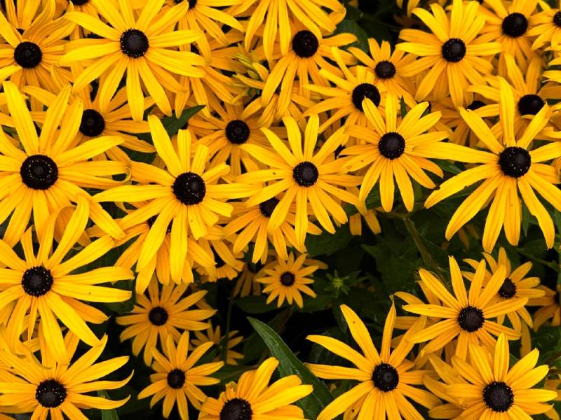 Apparthotel Germania, Garten