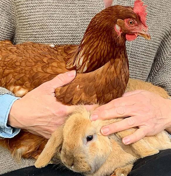 Apparthotel Germania, Garten